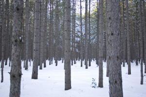 lot for sale in Adams, WI. 53910