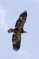 Golden Eagle over Lake Petenwell in Monroe, Adams Cty, WI.