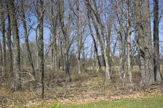 wooded area with paved road frontage in central wisconsin