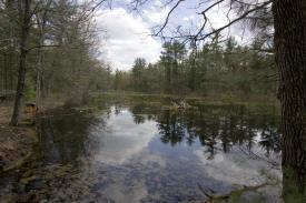 33 acres with fishing ponds near lake petenwell