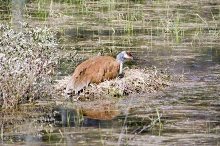 abundance of wildlife creatures attracted to your ponds