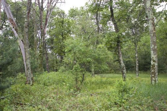 Adams County Land For Sale Fully Wooded