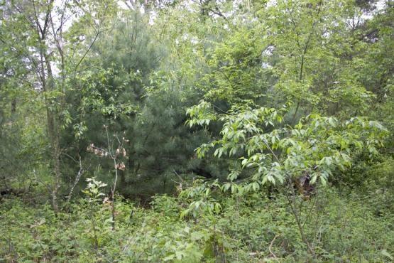 adams county wooded lots