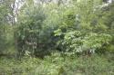 fully wooded cabin site near public land