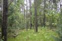 fully wooded getaway in adams county central wisconsin