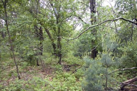 fully wooded getaway property