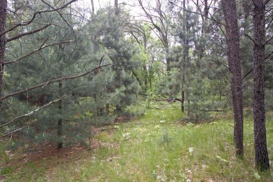 Near Wisconsin River & Lake Petenwell