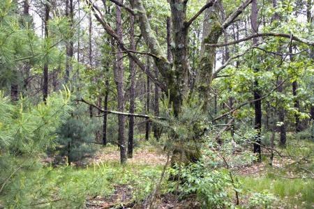 almost an acre with additional land available