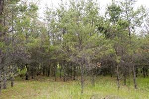 fully wooded cabin site with additional land available