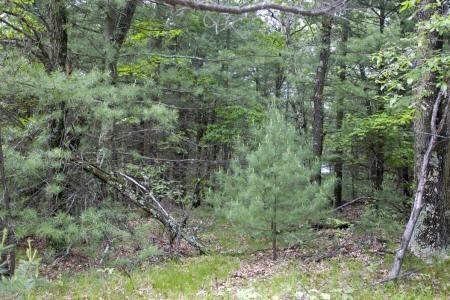 fully wooded lot for sale