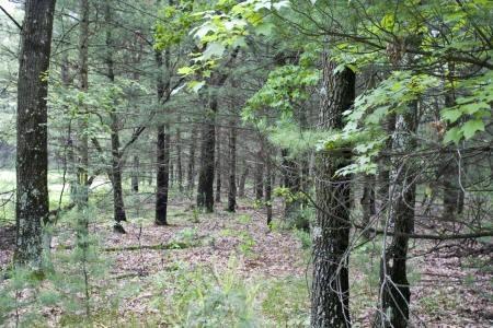 hunt on your own wilderness