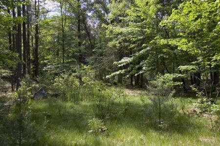 10 acres near Paper Co. Land