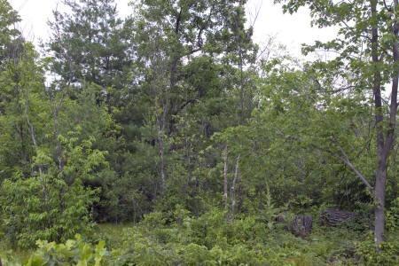 buildable land for sale in adams township central wisconsin