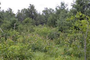 Five Acre Building Site Near Lake Petenwell