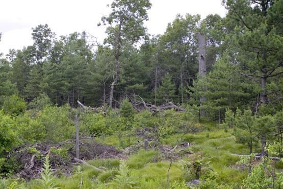 camp or build near lake petenwell