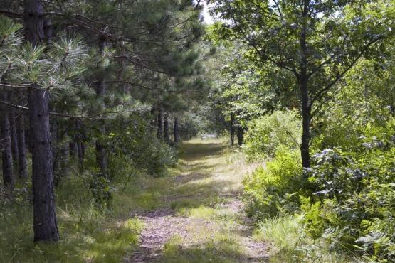 3+ Acres Of Petenwell Lakefront