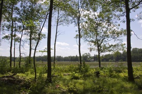 buildable wooded waterfront property