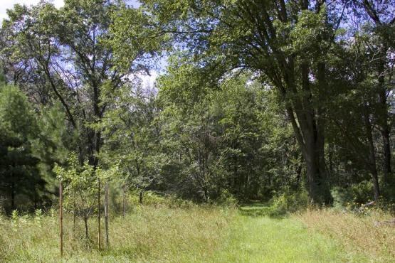 Mature Mixed Hardwoods And Assorted Pines