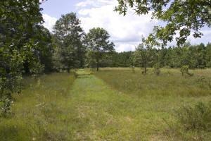 40 Acres Of Mature Mixed Hardwoods In Adams County