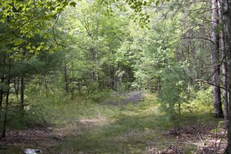 cheap wooded land for sale in adams county