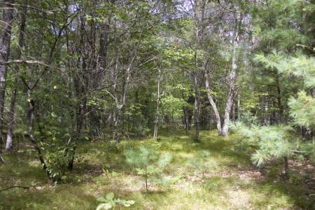 close to lake petenwell & tri lakes