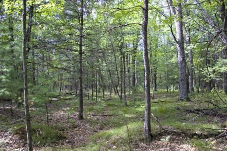 15 Acres of vacant land in central wisconsin