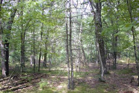 smart land investment in big flats township