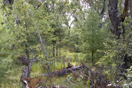 affordable vacant land loaded with deer and turkeys