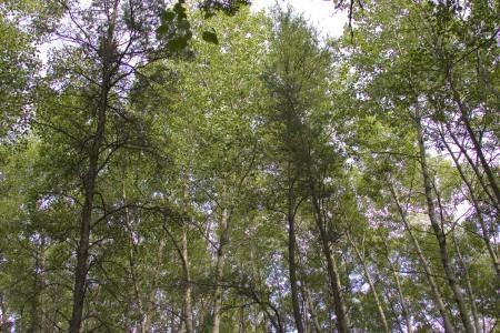 fully wooded land for sale in adams county