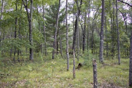 vacant land for sale near lake petenwell