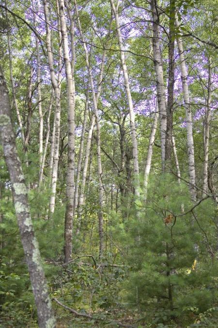 safe invesment property with additional land available