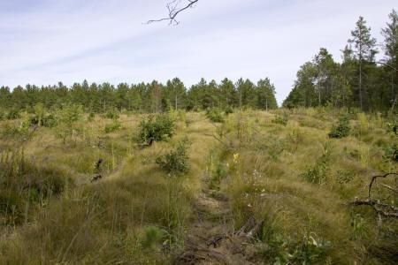 Public Land Near The Property