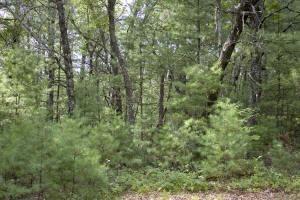 2 Acres of Prime Central Wisconsin Land