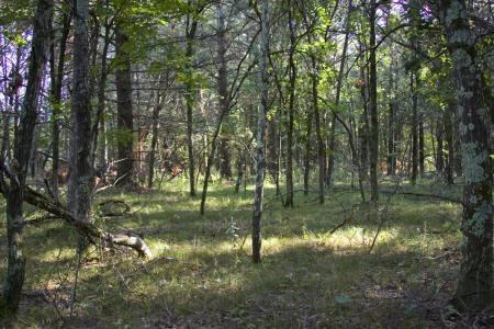 2 Acres With Additional Land Available.