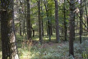 2 Acres Of Vacant Land In Central Wisconsin