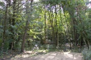 private land with pine, oak and maple trees.