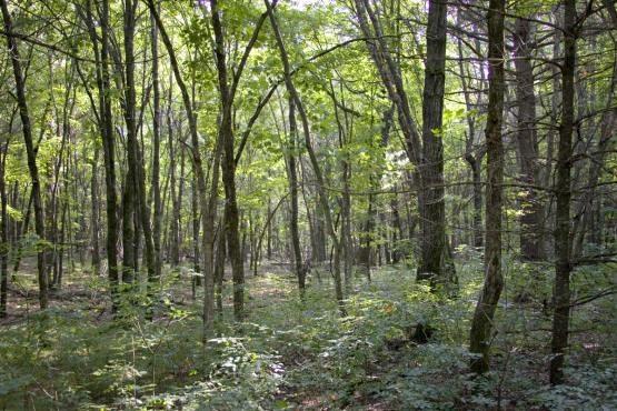 Build your dream home in Central Wisconsin!