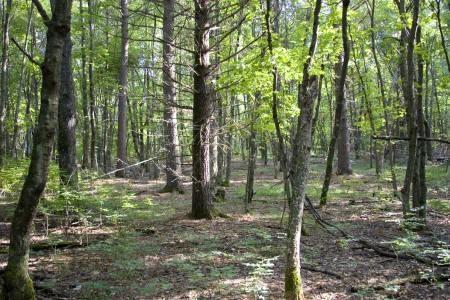 Heavily Abundant in deer, turkey and other wildlife.
