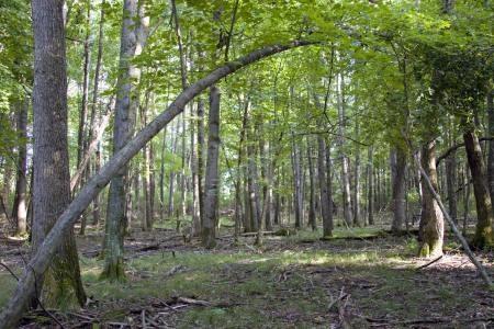 camp or build with few ordinances