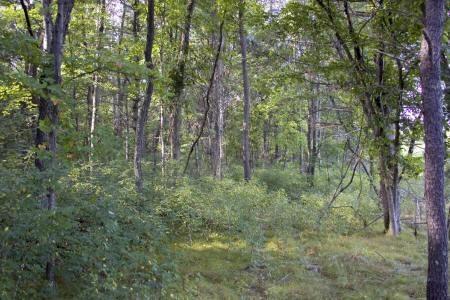 heavily wooded pine and oak forest land in central wisconsin