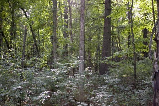 Abundance In Deer And Wild Turkey Trails