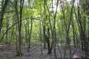 3 acres heavily wooded with abundance in wildlife trails