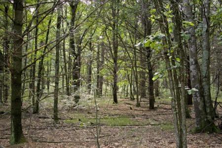 wooded acreage with additional land available.