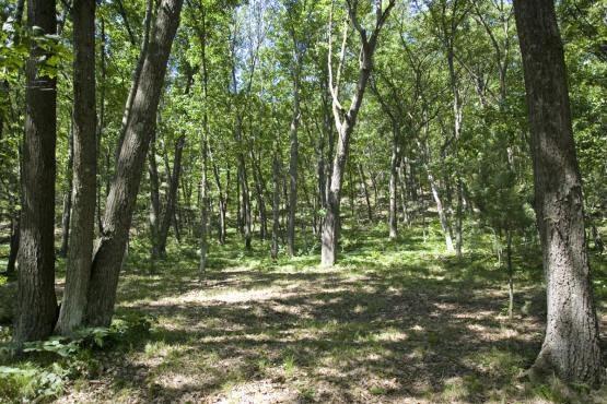 buy Wisconsin land in Adams County
