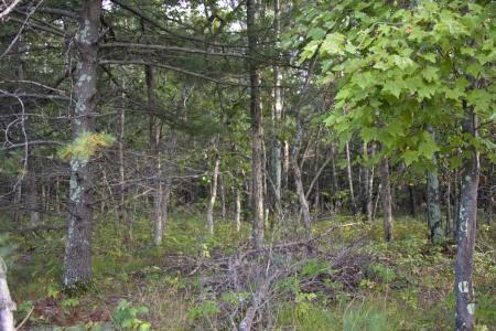 wooden land for sale near wisconsin dells