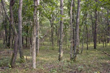 build a getaway cabin on prime wooded acreage