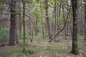 2 Acre Wooden Cabin Site In Central Wisconsin