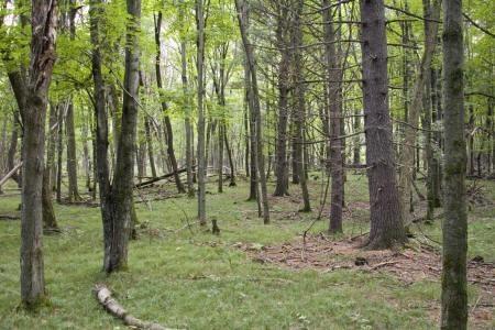 private vacant land with additional land available