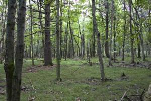 Adams County Recreational Land For Sale In Central Wisconsin