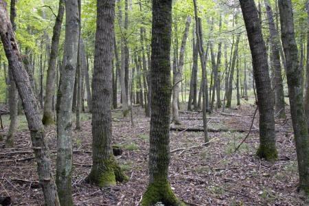 secluded 3 acres of wooded land for sale